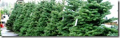 christmas-trees-4sale