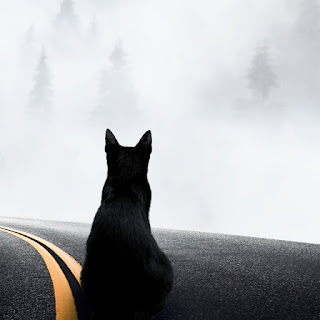 صورة قطة سوداء ، صور حيوانات فخمه 4K