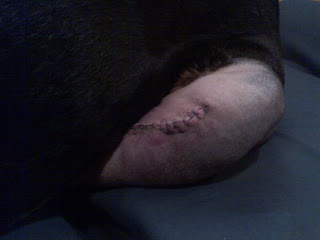 Dog torn ACL