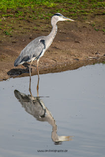 Wildlifefotografie Ahsewiesen Graureiher Olaf Kerber