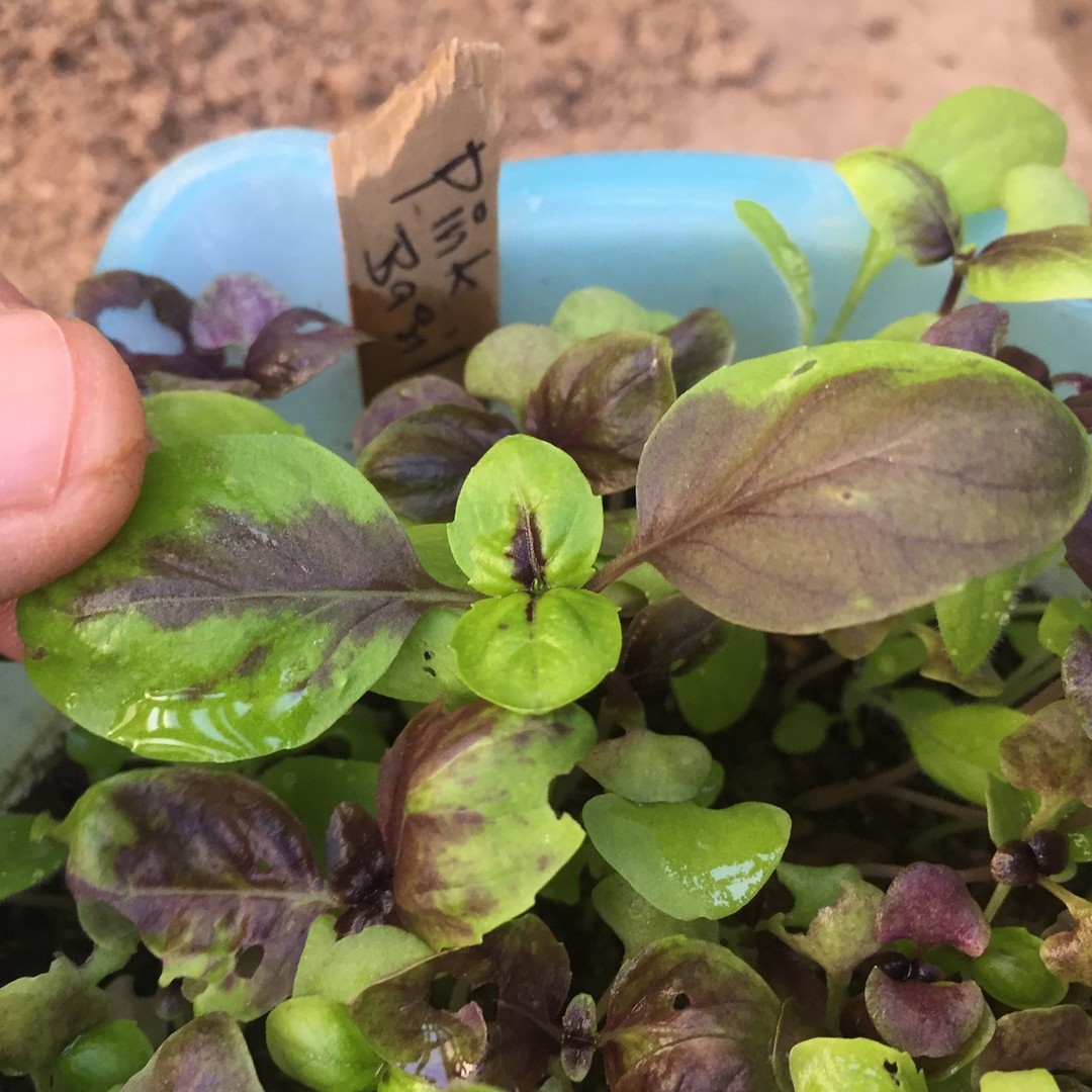 Transplanting basil seedlings is so easy and with good care you will enjoy harvesting basil leaves all summer long