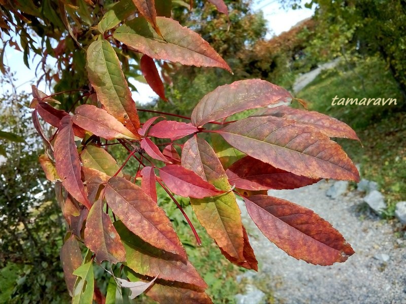 Клён маньчжурский (Acer mandshuricum)