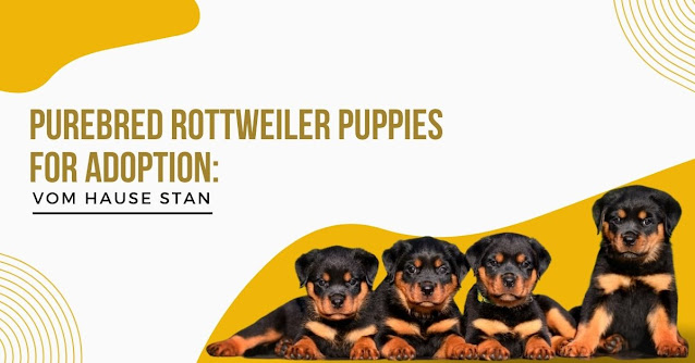 rottweiler puppies for adoption