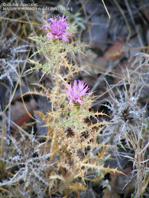 http://www.biodiversidadvirtual.org/herbarium/Atractylis-humilis-L.-img186273.html