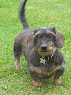 miniature wire hair dachshund