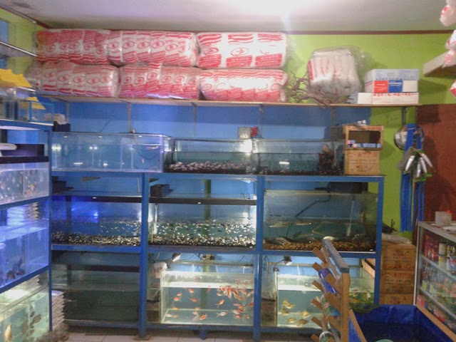 Wirausaha Jual Beli Ikan Hias