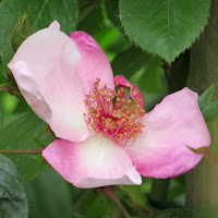 Rose 'Astronomia' bred by Meilland