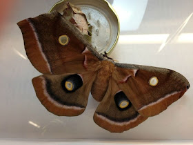 Antheraea Polyphemus transformation (21 pics), giant silk month pictures, Antheraea Polyphemus pictures, month pictures