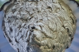 bald faced hornet nest removal acton boxborough MA