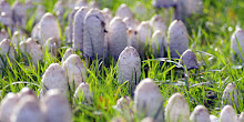 Small White Mushrooms in Garden