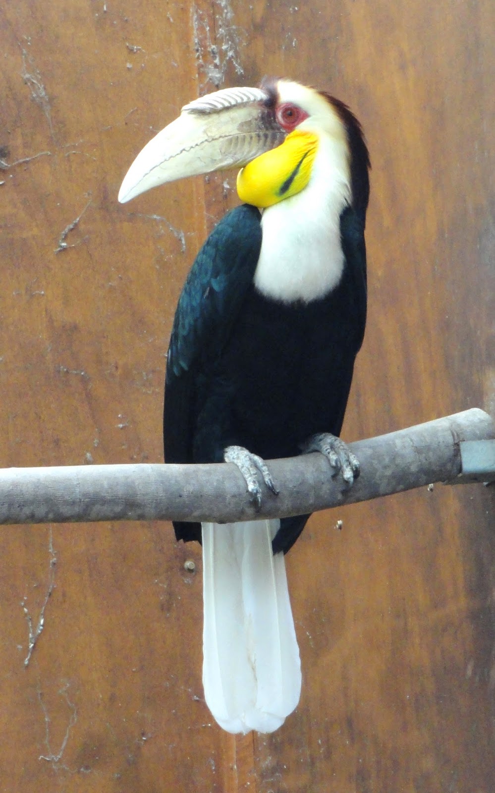  Burung  Enggang  Musim Rhytidoceros undulatus Satwa 