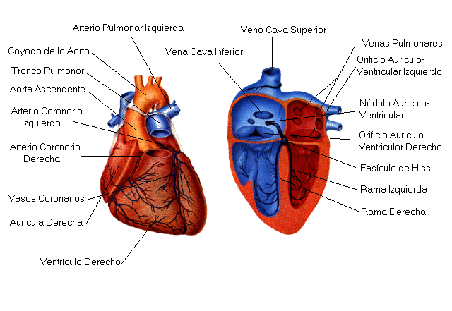 partes del corazon. El corazón, entre los pulmones