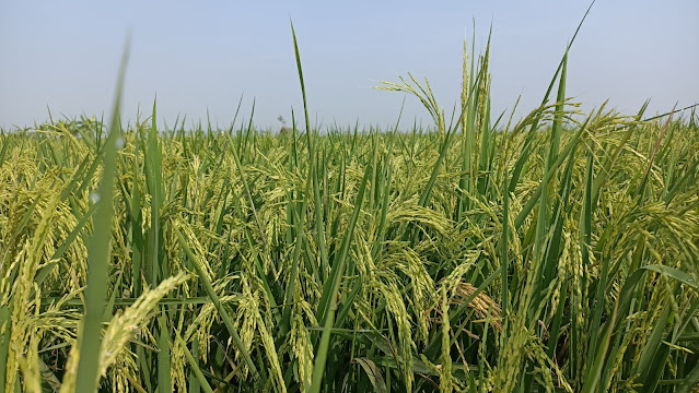 sawah