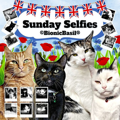 Sunday Selfies Coronation Banner ©BionicBasil® May 2023