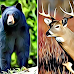 Animals That Are Legal To Own in North and South Dakota