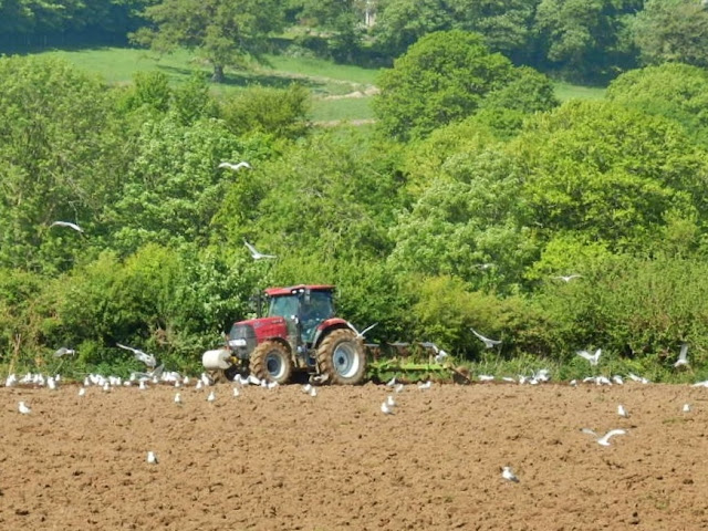 Tractor ploughing field followed by seagulls.