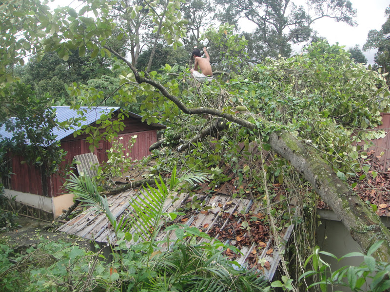 KHIDMAT MERU: RUMAH ROSAK DITIMPA POKOK CEMPEDAK