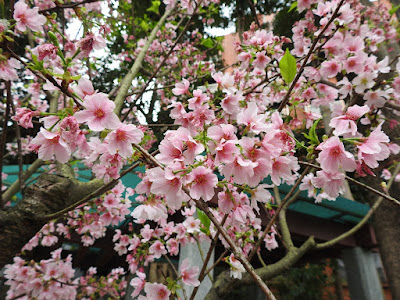 吉野櫻的花