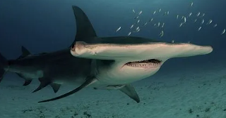 Great Hammerhead Shark (Sphyrna zygaena)