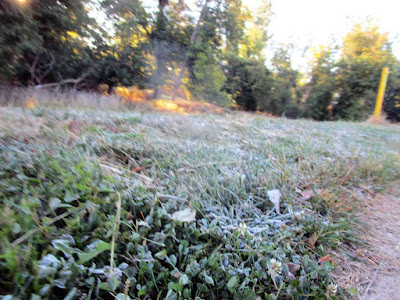 Frost in grass