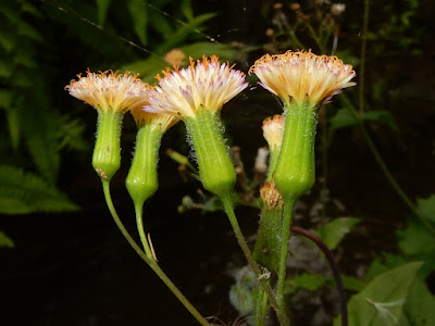 粉黃纓絨花的頭狀花序