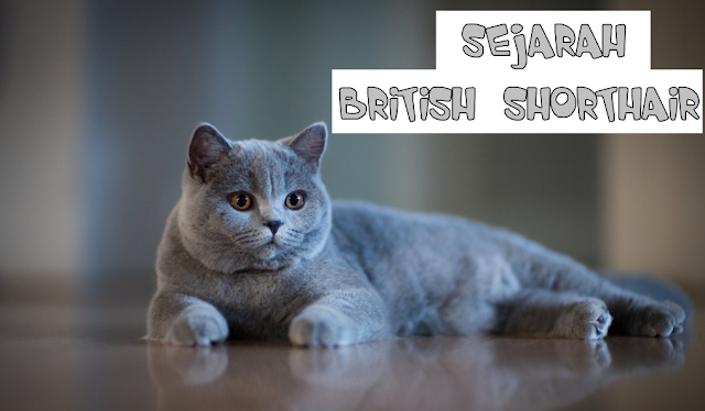 British Shorthair Jual