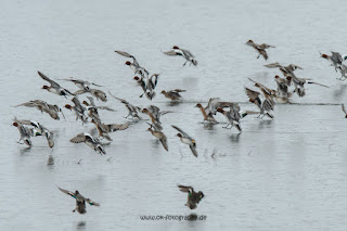 Wildlifefotografie Naturfotografie Lippeaue Olaf Kerber