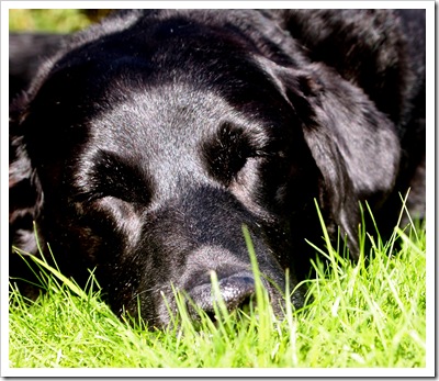 Purdey 7