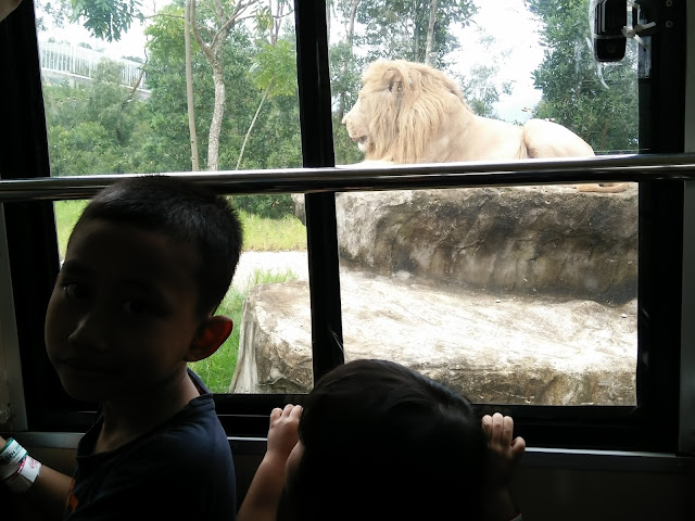 Gambar anak saya di dalam TRAM di dalam Kandang Singa