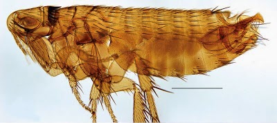 http://sciencythoughts.blogspot.co.uk/2013/04/a-new-species-of-flea-from-philippines.html