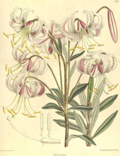 Лилия Дюшартра (Lilium duchartrei)