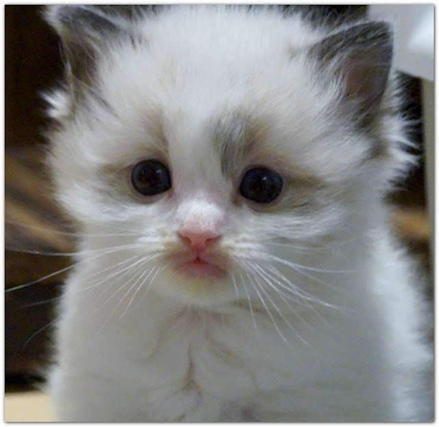 Free Kittens For Sale in Norfolk County, ON