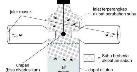 DIY Perangkap Lalat  MariaFirdaus.Com.My