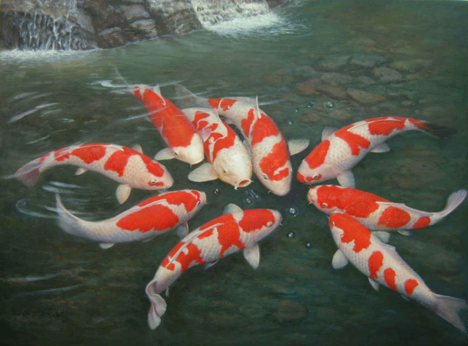 koi aquarium fish koi koi koi la de koi coy koi koi fish fish koi koi