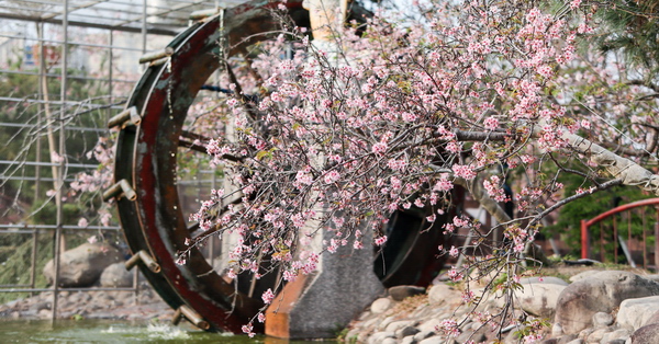 芬園花卉生產休憩園區河津櫻、洲府枝垂櫻花隧道、水池造景好好拍