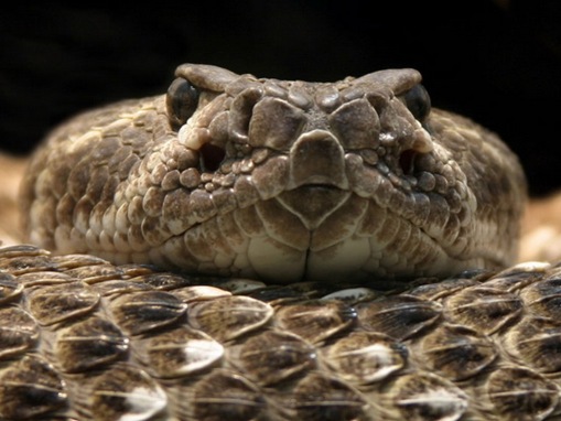 ten_exotic_pets_in_the_world-www.wonders-world.com-08