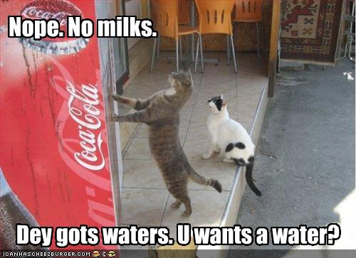 Give me some coke please - funny cats