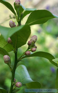 Citrus limon - Citronnier - Citron