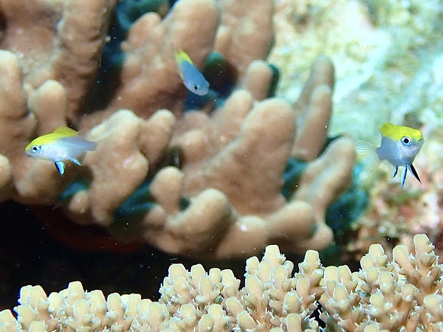 クロスズメダイの幼魚　沖縄　ダイビング