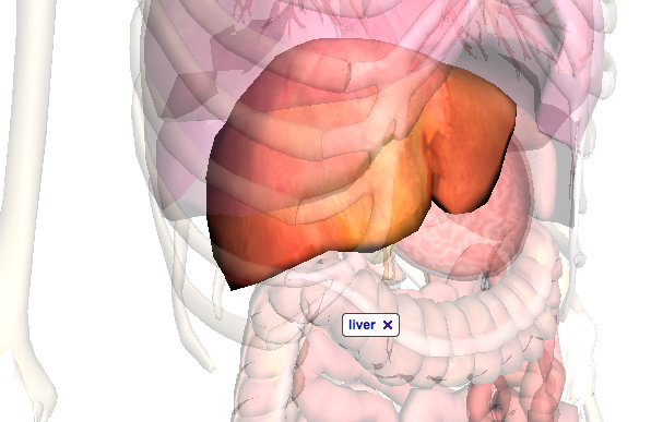 circulatory system diagram blank. circulatory system diagram