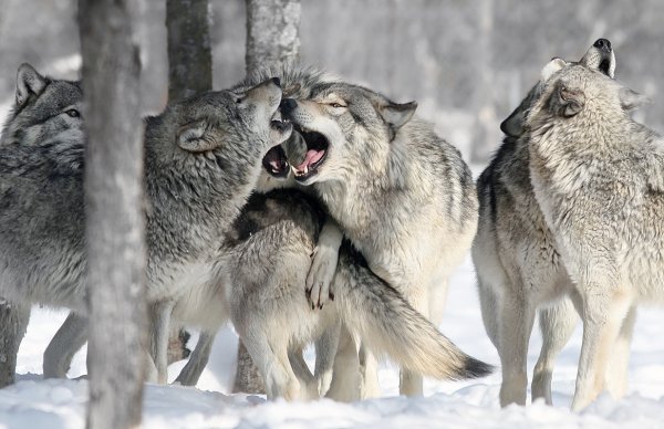 Loups