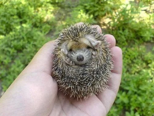 cute baby hedgehog