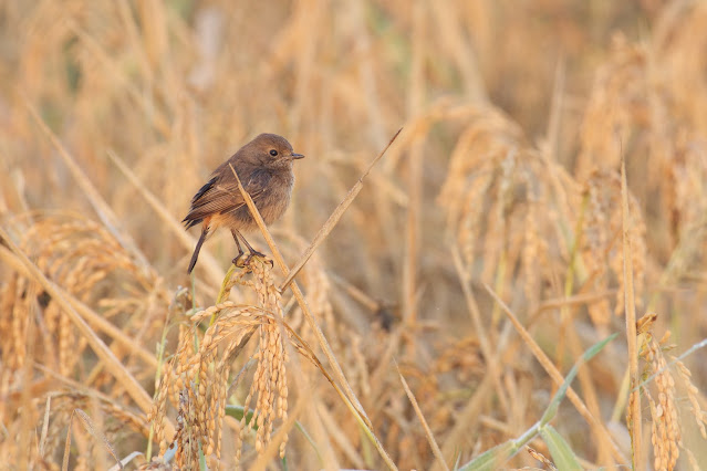 Brown rock chat or Indian chat (शमा) - Oenanthe fusca Sanjivini Nagar, Jabalpur, M.P. October 2022