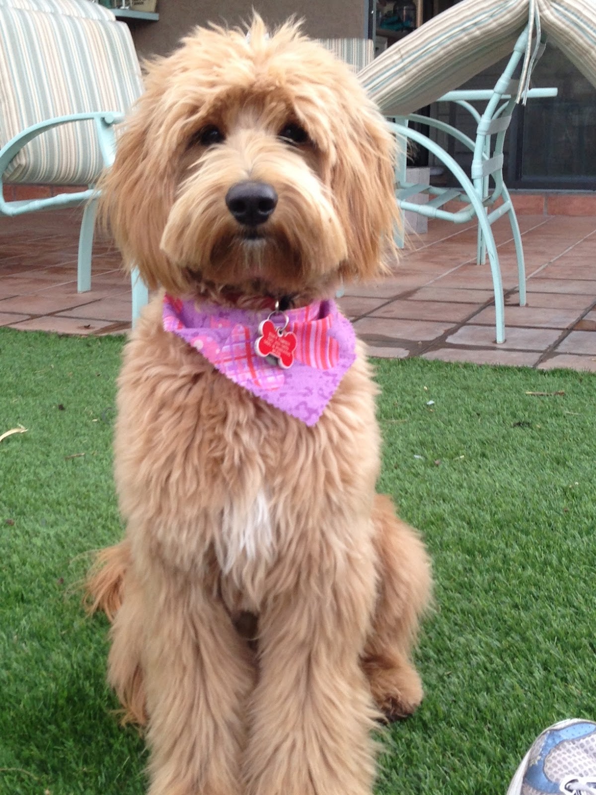 GROOMING NEEDS OF THE AUSTRALIAN LABRADOODLE