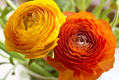 Los tulipanes y flores bonitas