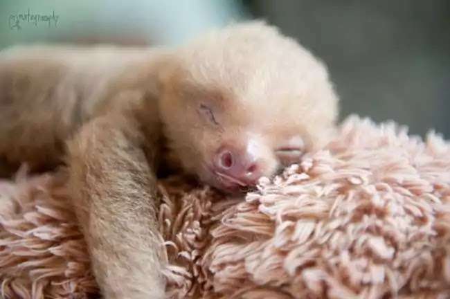 Organization Rehabilitates Baby Sloths That Lost Their Moms