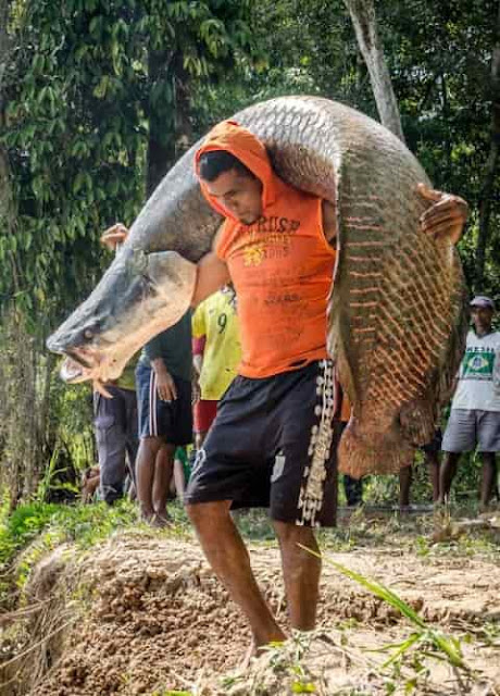 fakta menarik ikan arapaima