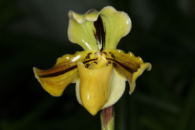 Paphiopedilum druryi orchid plant care and culture