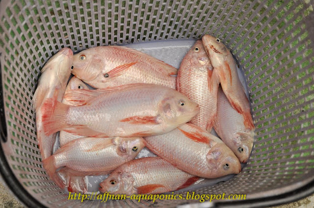 Tilapia Fish