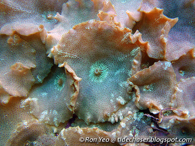 Corallimorphs